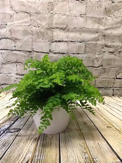 Best Hanging Ferns | Ferns for Hanging Basket | Balcony Garden Web