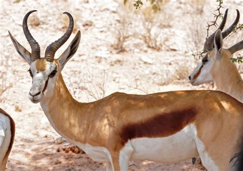 Springbok antelope — Stock Photo © Chriskruger #1899737