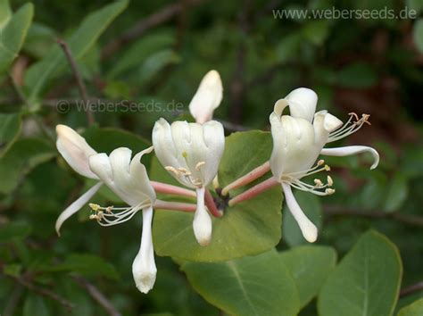 Lonicera periclymenum, European honeysuckle - Seeds - plants - dried herbs