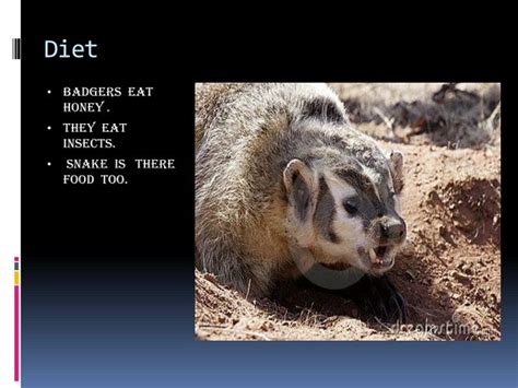 PPT - Honey Badger By EQ PowerPoint Presentation - ID:2275110