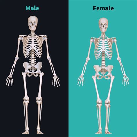 Male Vs Female Skeleton Skeleton Pinterest - Riset