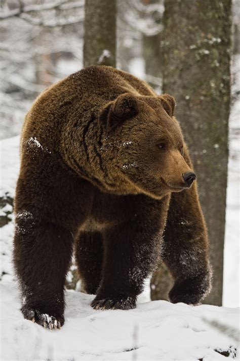 snowy bear | Wild animals pictures, Animals, Animals wild