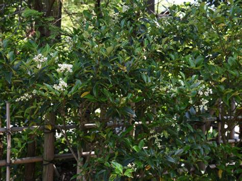 Waxleaf Privet Tree Care Guide: How to Grow This Versatile Evergreen – Simply Trees