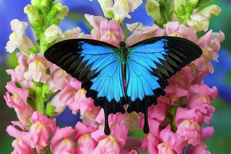 Mountain Blue Swallowtail Of Australia Photograph by Darrell Gulin | Fine Art America