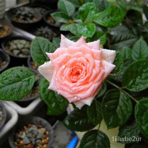 Rose Seeds for Yard Gardening Plant 10Pcs Fresh Rare Rose Seeds Flower ...