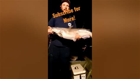 Night Bite Catfish 👊 #fishing #fish #catfish #fun #boat #river # ...