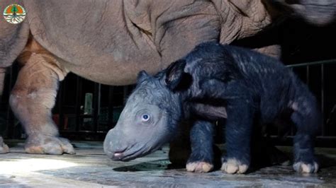 Critically endangered Sumatran rhino born at Indonesian sanctuary | ABC ...