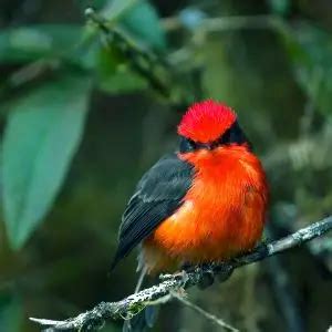 Vermilion Flycatcher - Facts, Diet, Habitat & Pictures on Animalia.bio