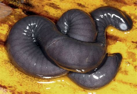 Typhlonectidae, aquatic caecilians Unusual Animals, Like Animals, Amphibians, Reptiles, Creepy ...