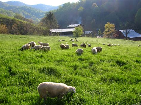 Sustainable Lifestock Farm Internships in Western North Carolina ...