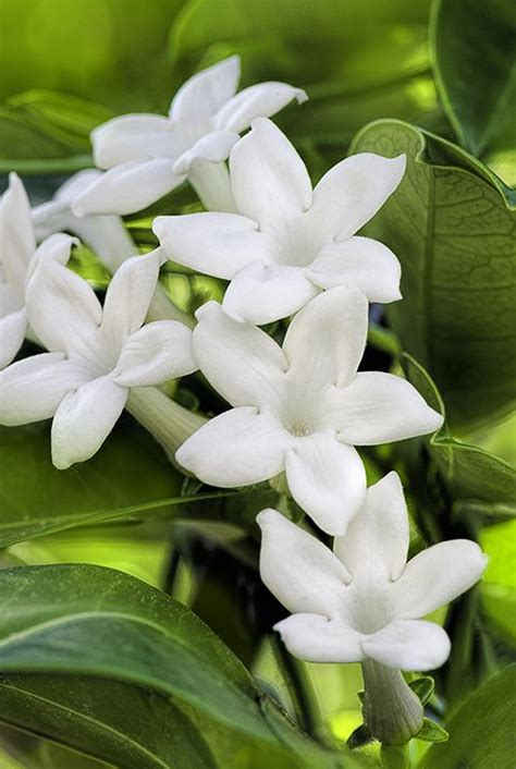 Stephanotis - Database Plants