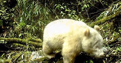 Rare Albino Giant Panda Spotted | CarbonTV Blog