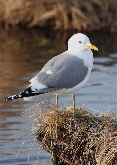 The Mew Gull: AKA the Common Gull of Eurasia – 10,000 Birds