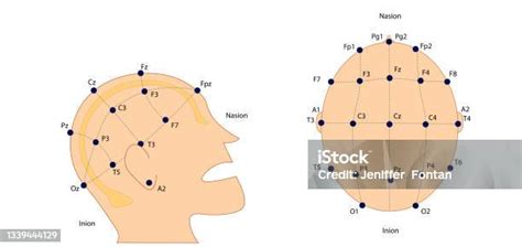 Eeg Electrodes Placement International System 1020 Stock Illustration - Download Image Now - iStock