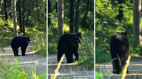 It's illegal to wrestle bears in Missouri, police warn after multiple sightings | Fox Weather