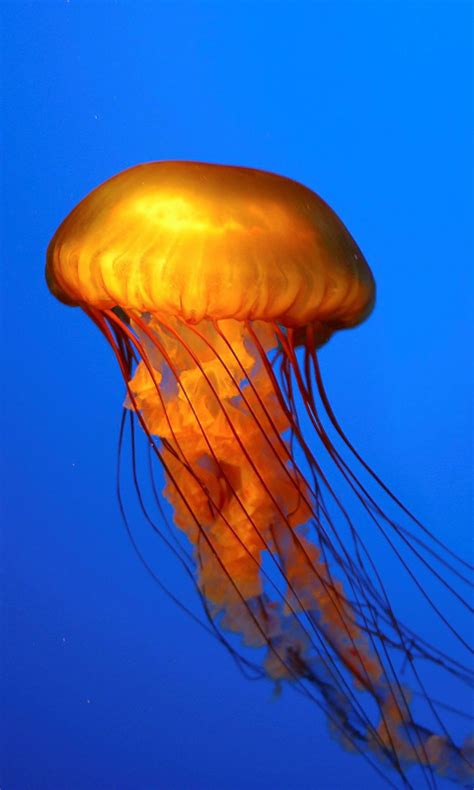 🔥 [50+] Live Jellyfish Wallpapers | WallpaperSafari