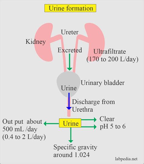 Urine Analysis: Part 2 – Urine formation, and Urine Preservatives – Labpedia.net