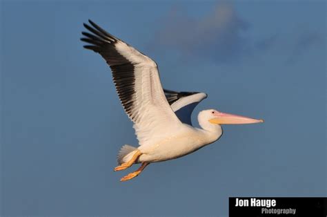 Jon Hauge Photographer|Baldwin County|Mobile|Pensacola | White Pelicans | Alabama Gulf Coast ...