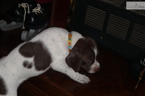 Braque Francais (French Pointer) Puppies for Sale from Reputable Dog ...