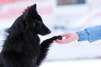 How A Dog Aggression Training Program Will Tackle Your Dog’s Behavior and Demeanor - Train Your ...