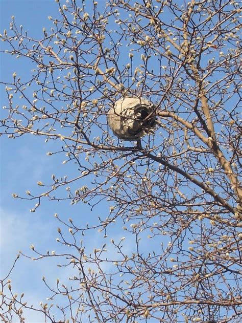 Hornets' nest decorates winter trees - Hoosier Gardener