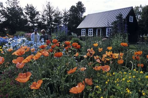 Poppies & Farmhouse at Akureyri Botanical Garden, Akureyri, Nordurland ...