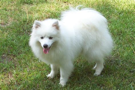 American Eskimo Dog Breed » Information, Pictures, & More