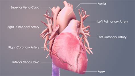 Medical Animations For Heart’s Structure and Related Conditions