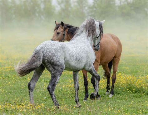 Andalusian Horse Breed Profile