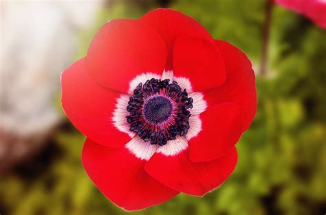 Photo gratuite: Pavot, Rouge, Coquelicot Rouge - Image gratuite sur Pixabay - 902841