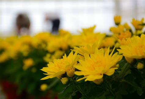 Beautiful yellow Belgian Mums growing in the greenhouse. Summer Feeling ...