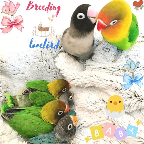 Breeding lovebird - How to breed lovebirds | Breeds of lovebirds