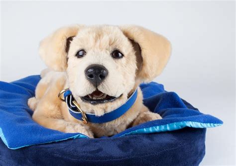 Meet Tombot, the robotic Labrador puppy designed to combat dementia