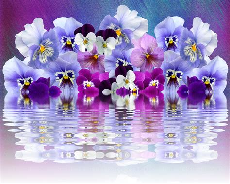 Pansy Violaceae Garden · Free image on Pixabay