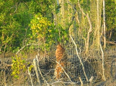 The Sundarban Tiger