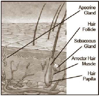 The pilosebaceous unit (Reproduced from reference 3) | Download Scientific Diagram