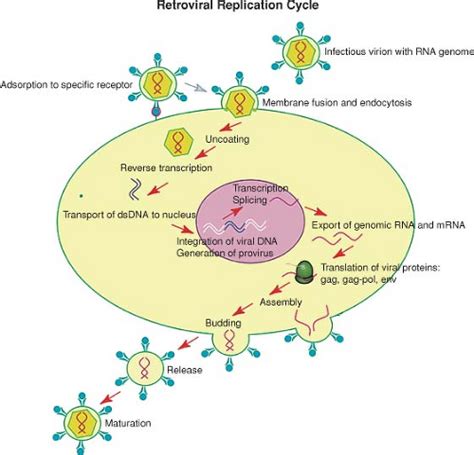 Retrovirus Life Cycle