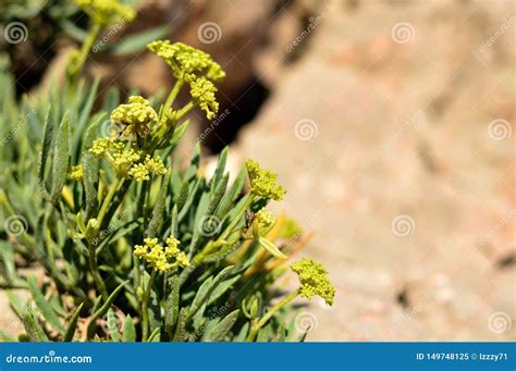 Rock Samphire or Sea Fennel Plant Stock Image - Image of shore, bitter: 149748125