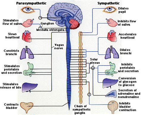 What do the somatic nervous system and the autonomic nervous system control? | Socratic