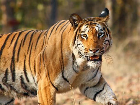 Fauna of India - Wikipedia
