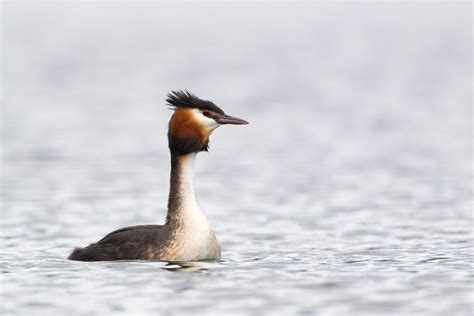 John Oliver is campaigning hard in New Zealand’s Bird of the Century ...