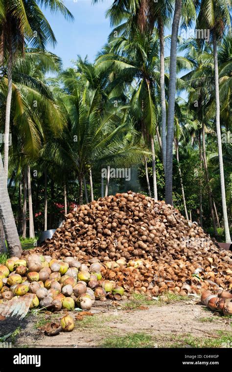 Coconut farm thailand hi-res stock photography and images - Alamy