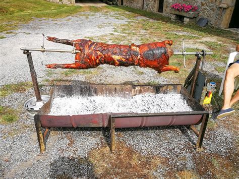 Free stock photo of pig barbecue, roasting