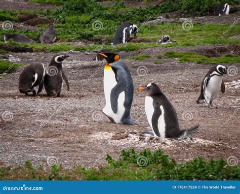 King Penguin, Gentoo Penguin and Magellanic Penguins Stock Photo ...