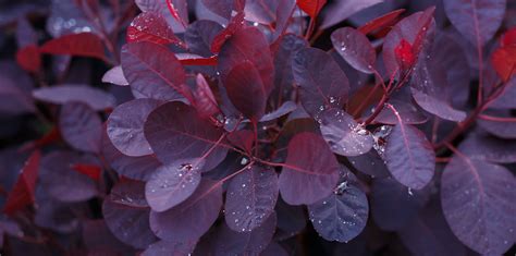 How to Use Shades of Burgundy in Your Garden | Living Color Garden Center