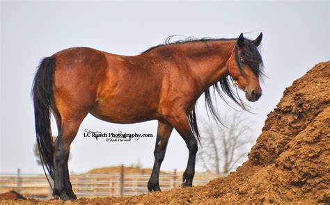 Bay mustang mare. | Horses, Mare, Mustang