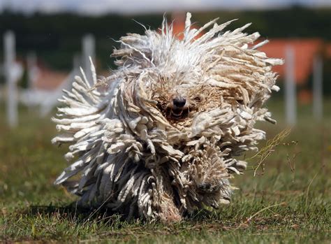 Komondor, the unbridled : r/Bossfight