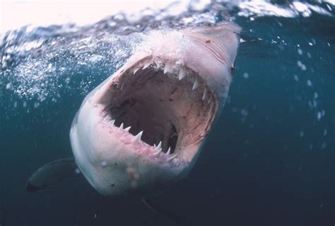 Jaw dropping Shark Week facts