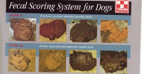 Widening Circle: Poop Chart! What score does your doggie get?