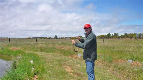 Snakes in decline as habitat changes - ABC News